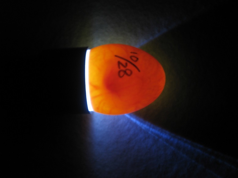 LED осмотр яйцо свет Egg Tester