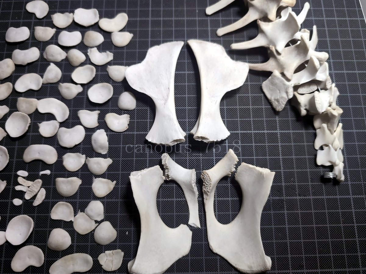 【訳あり】鹿 骨格標本 頭骨と脊椎 背骨 ホンシュウジカ シカ インテリア スカル トロフィー 工作の画像8