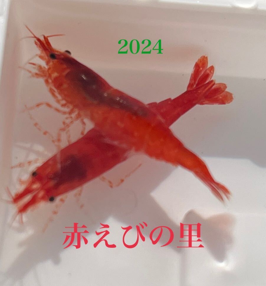 【赤えびの里】　赤いミナミヌマエビ 2024　★★★_画像1