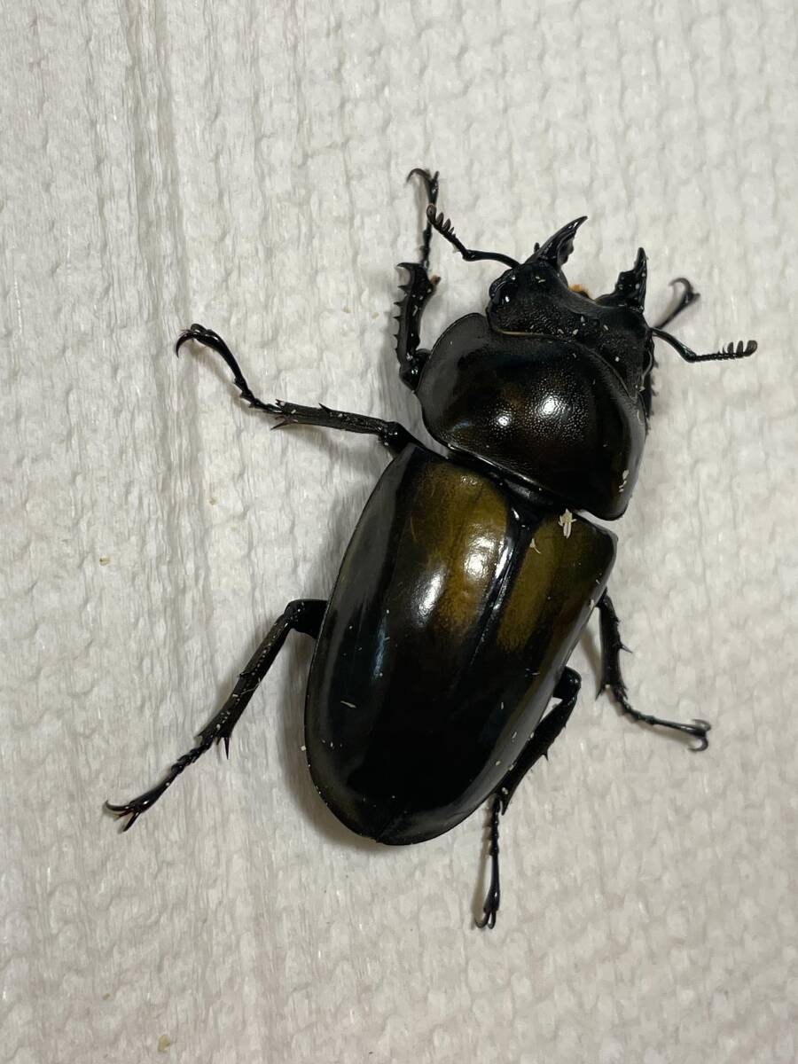 ババオウゴンオニクワガタ ♂約62.6ｍｍ ♀約48.1ｍｍ の画像5