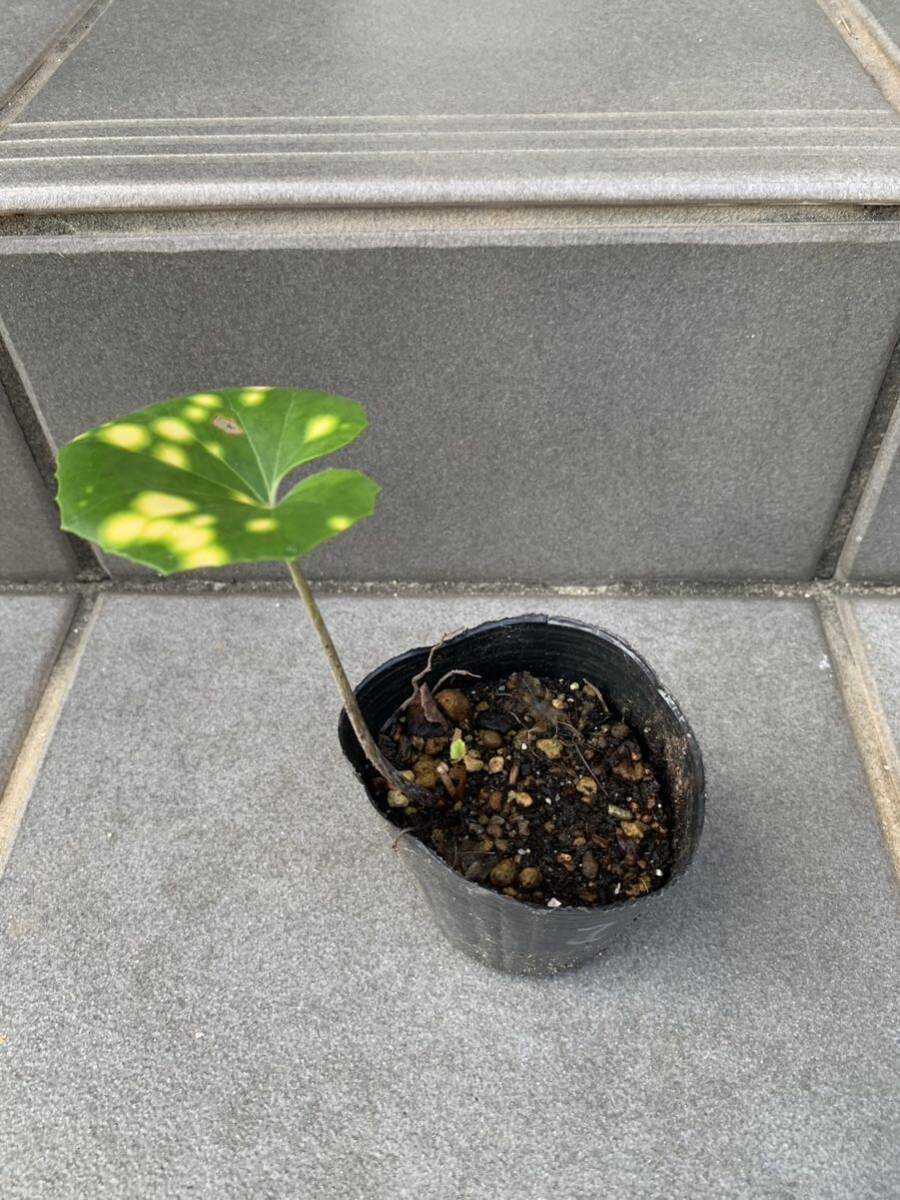  own cultivation . tail farfugium japonicum stone . fields and mountains grass still . potted plant seedling bonsai material tora. entering farfugium japonicum 1