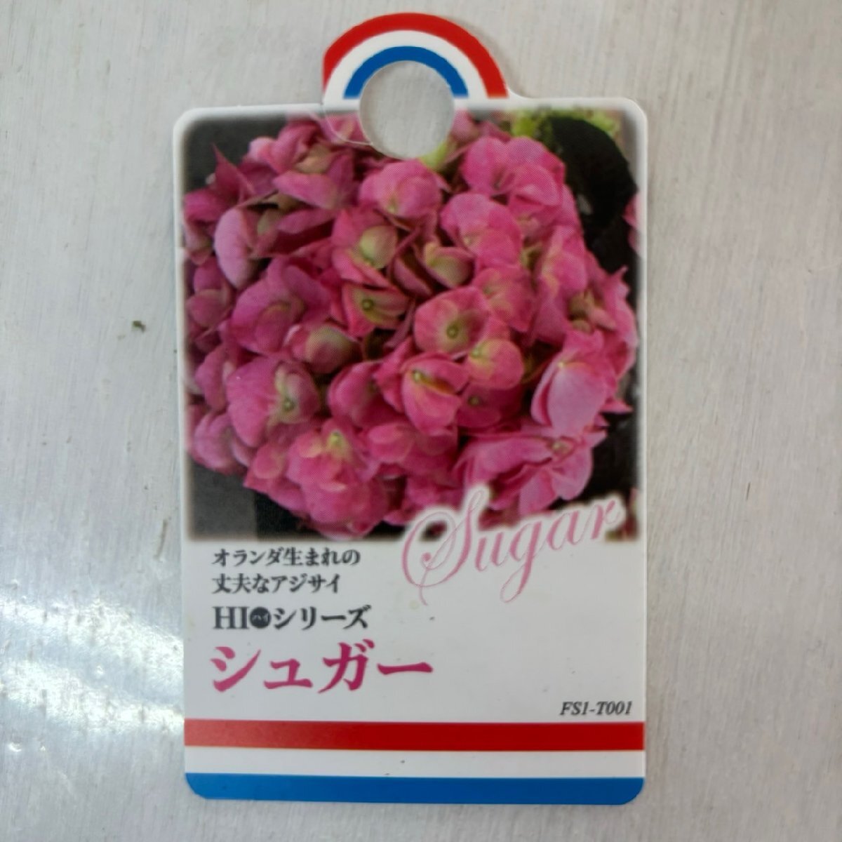 ●アジサイ● シュガー ピンク あじさい 紫陽花 4号鉢 鉢植えアジサイの画像4