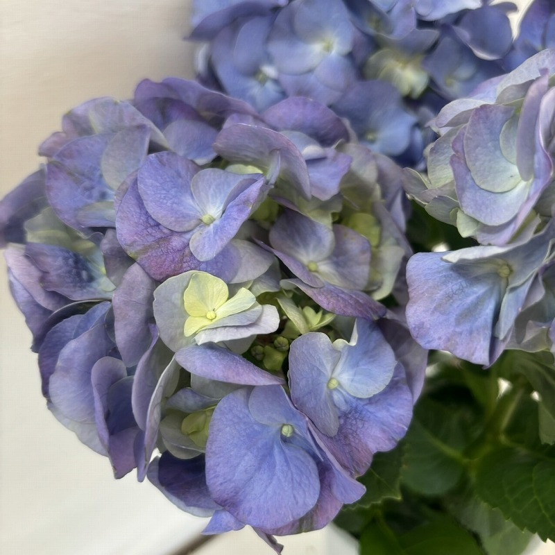 ●アジサイ● シュガー ブルー あじさい 紫陽花 4号鉢 鉢植えアジサイの画像3