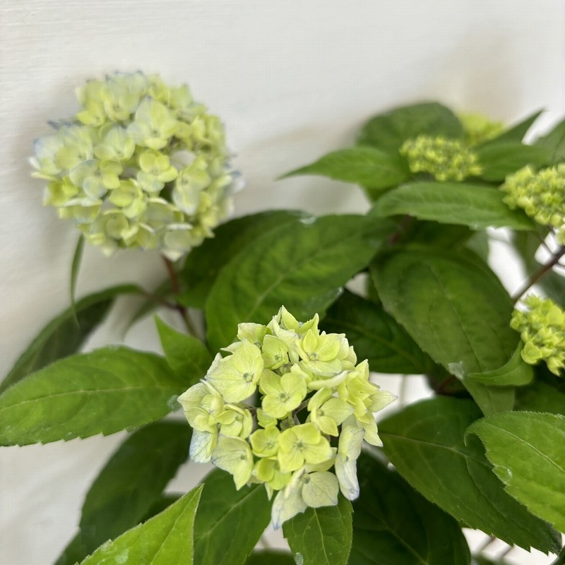 ●アジサイ●　津江の小てまり　あじさい　紫陽花　3号ポット　鉢植えアジサイ　山あじさい_画像3