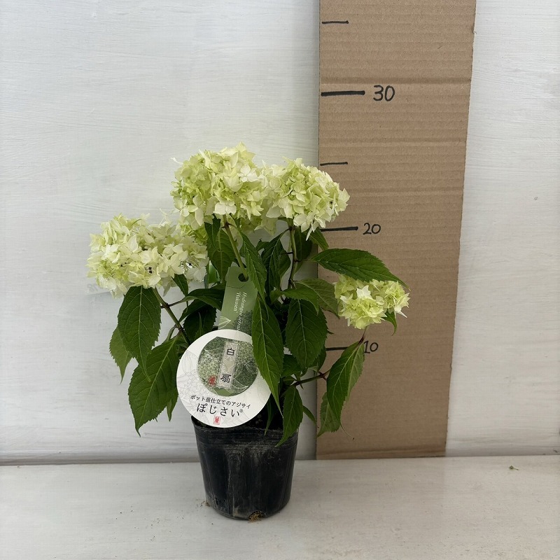 ●アジサイ● 白扇 あじさい 紫陽花 3号ポット 鉢植えアジサイの画像6