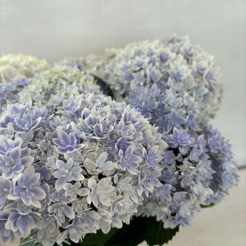 ●アジサイ●　響　ブルー　あじさい　紫陽花　5号鉢　鉢植えアジサイ_画像3