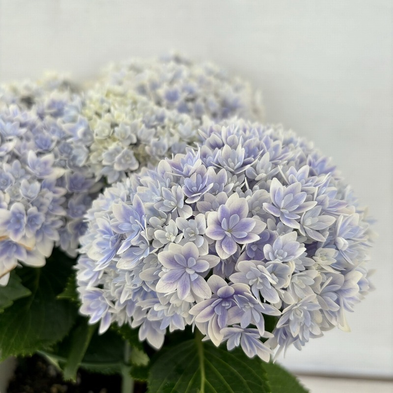 ●アジサイ●　響　ブルー　あじさい　紫陽花　5号鉢　鉢植えアジサイ_画像1