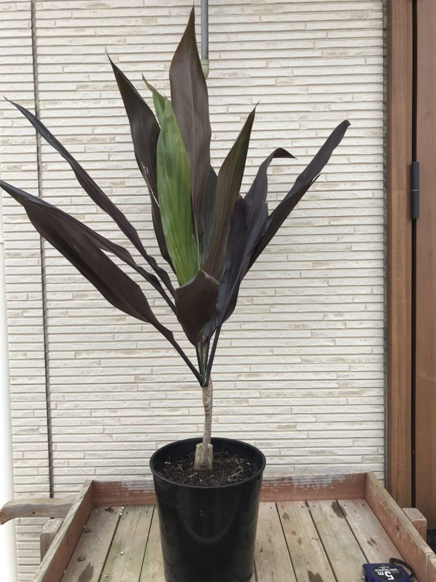 * dracaena black leaf 90cm large stock 2 ps .. cut flower . dry flower also *