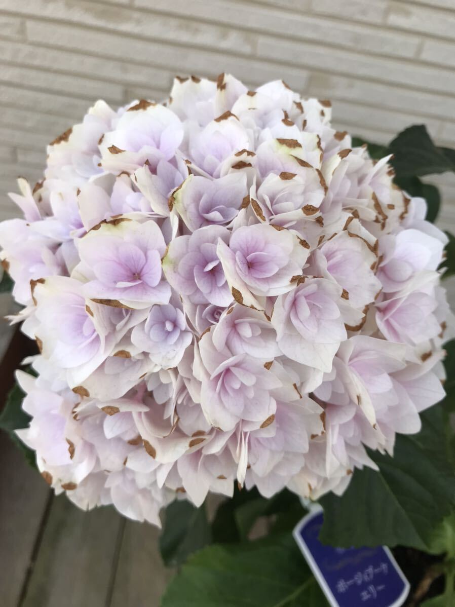 * flower ... hydrangea Poe ji- bouquet e Lee 5 number size *