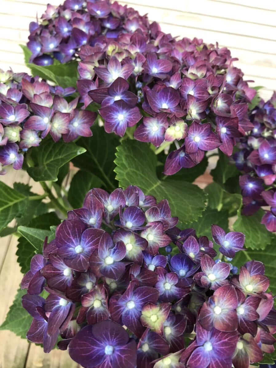 * hydrangea bell bed beauty gorgeous .5 number size ①*