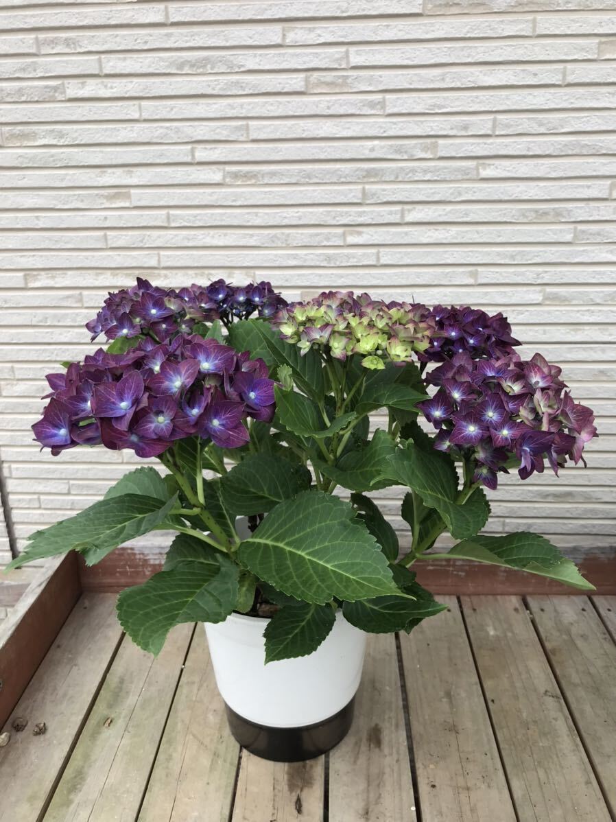 * hydrangea bell bed beauty gorgeous .5 number size ①*