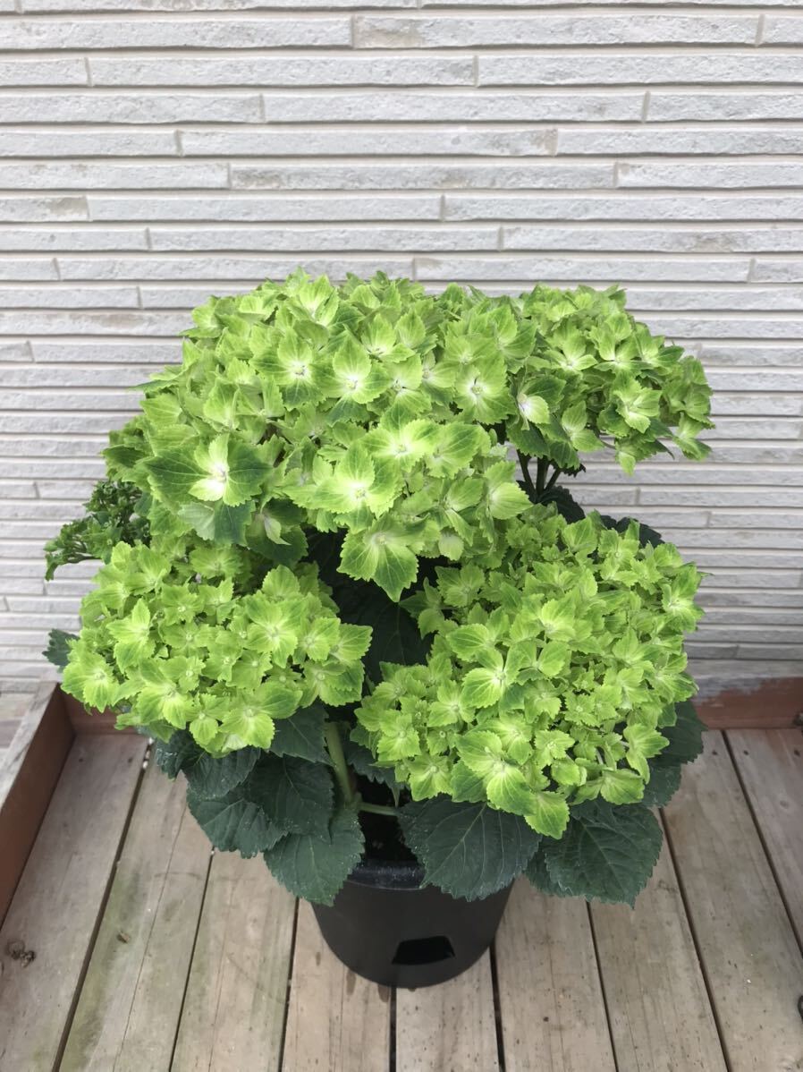 * hydrangea la* Roo na green flower rare goods kind 6 number size reality goods sale ③. tree san *