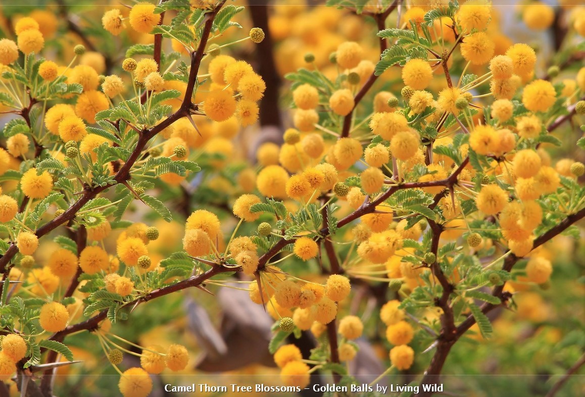 激レア■ナミビア死の谷のシュールな樹！■キャメルソーン種子 5粒 Acacia erioloba 盆栽 θ **ц** ⑮の画像5