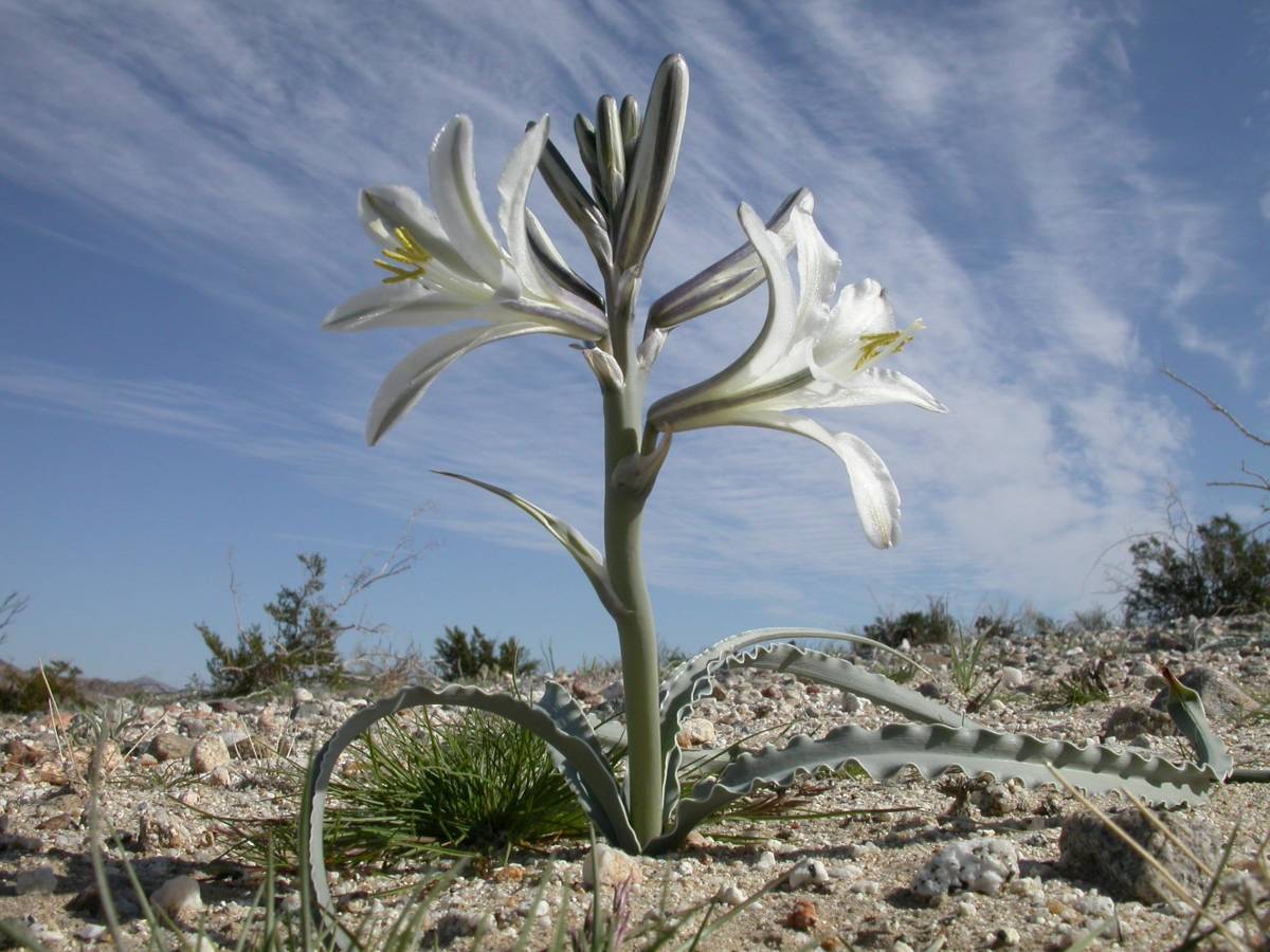 激レア！魅惑！砂漠のユリ Hesperocallis undulate 種子5粒+説明ラベル付き　γ **ц** θ 　⑧_画像3