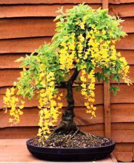 激レア！！■優美な耐寒シャワーツリー！！■Golden chain 種子10粒！ Laburnum anagyroides  γ **ц** ⑦の画像3