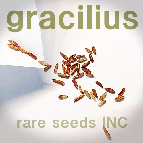 今季新着！■パキポディウム グラキリス 種子5粒 Pachypodium rosulatum var. gracilius θ **ц**　①_画像1