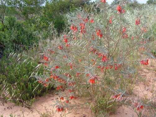  ultra rare![HIV/ gun remedy research ] wonderful can sa- bush! seeds 10 bead!Lessertia frutescens (L.) health γ **ц** ⑰