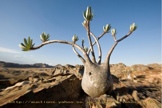 今季新着！■パキポディウム グラキリス 種子5粒 Pachypodium rosulatum var. gracilius θ **ц** ①の画像2