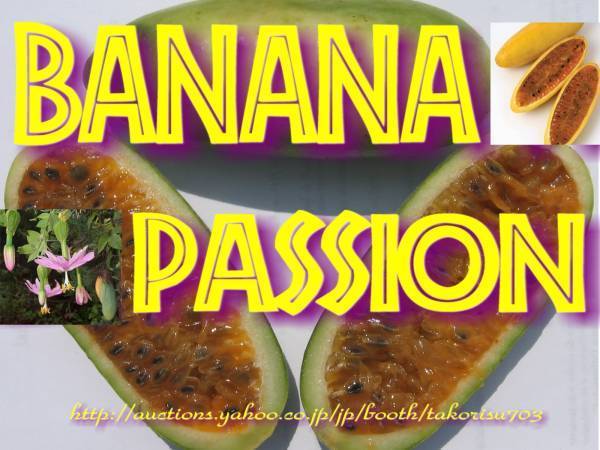 ■芳醇 Passiflora mollissima バナナパッションフルーツ モリッシマ 種子10粒  ф **ц** ⑬の画像1