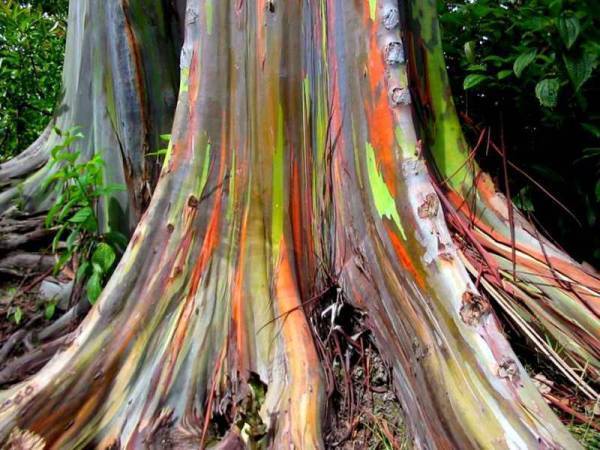 激レア！【美しい虹色の樹】 レインボー ユーカリ 種子300粒以上　Eucalyptus deglupta　ш **ц**　⑮_種子は非常に微細です＾＾！