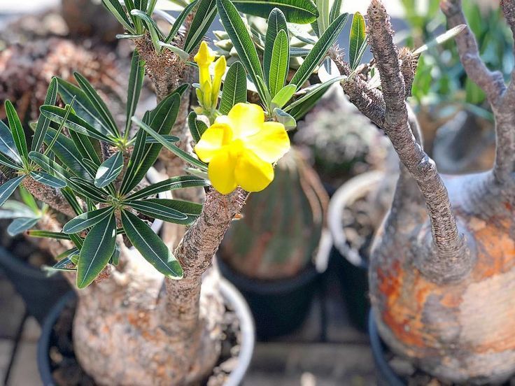 今季新着！■パキポディウム グラキリス 種子5粒 Pachypodium rosulatum var. gracilius θ **ц**　①_画像3