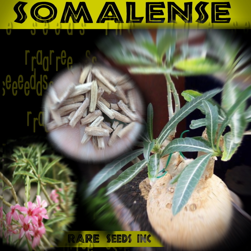  ultra rare #so Mali a. . root!ateniumsoma Len se fresh seeds 5 bead somalense γ θ **ц** ②