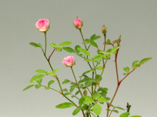 ヒメバラみさき◆姫薔薇●山野草・盆栽添草●_①参考画像