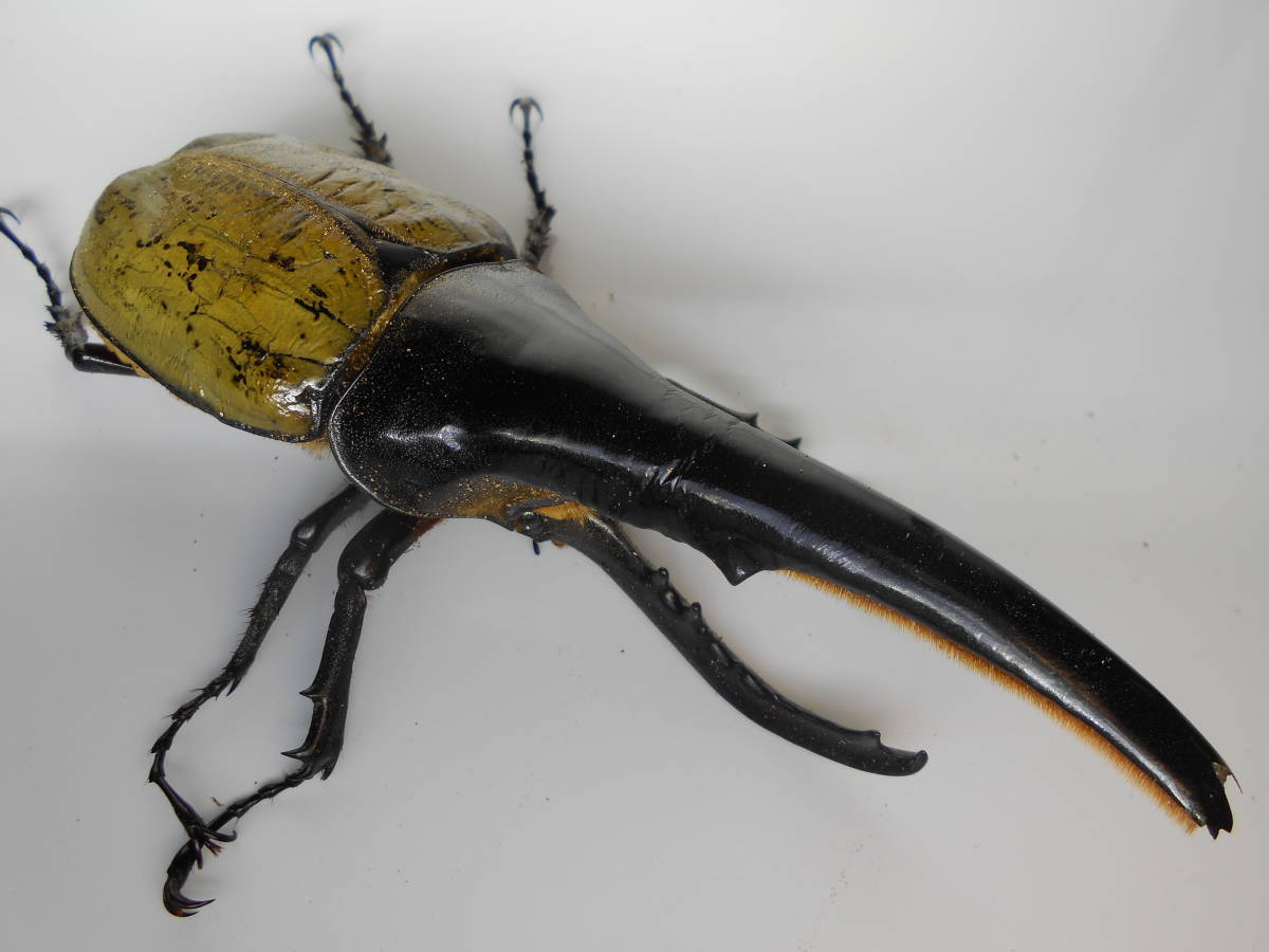 種親１７４ｍｍ(１５９mm) ヘラクレス オオカブトムシ ２齢幼虫 ２ペアの画像1