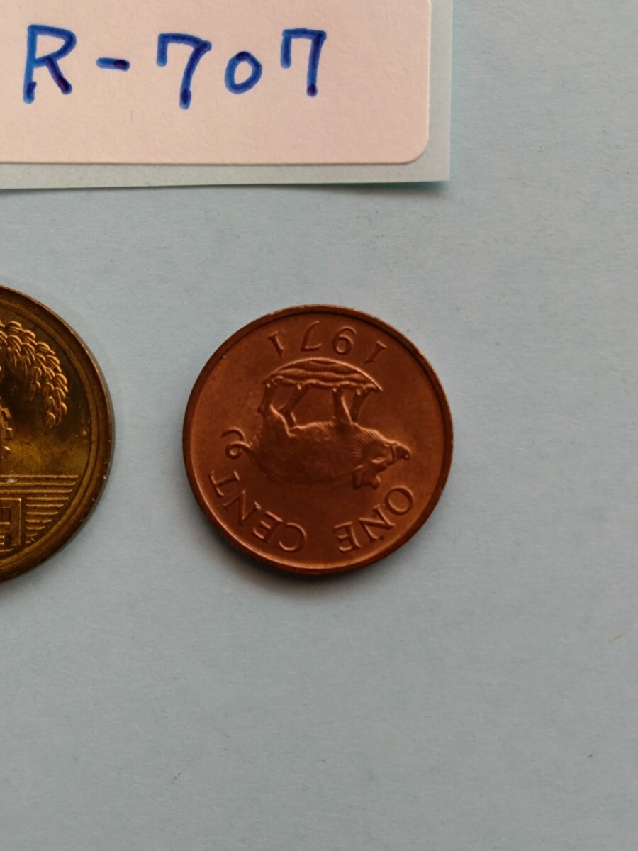 外国コイン バミューダ (Rー７０７) １セント硬貨 １９７１年 動物 イノシシ(猪)の画像5