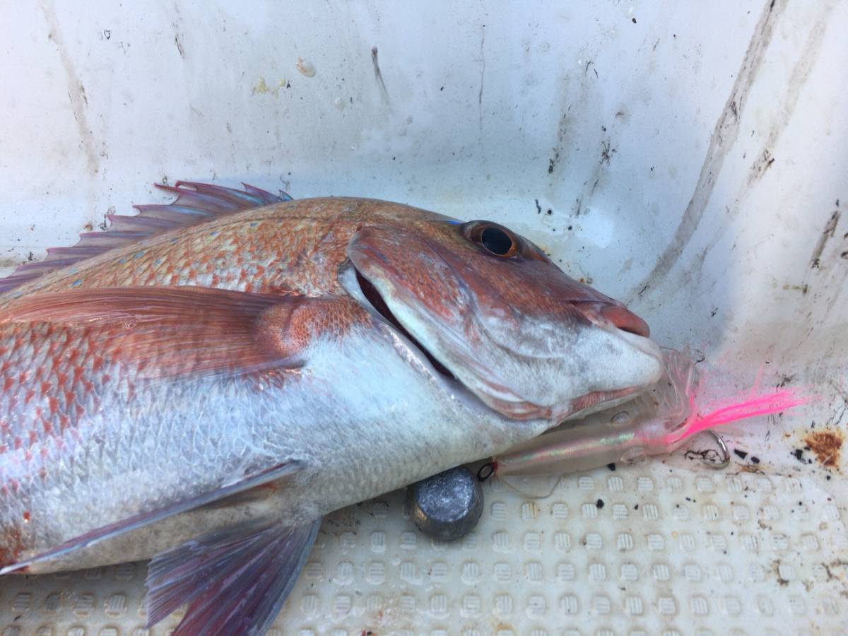 ☆圧倒的釣果のタイラバ！【赤ケイムラ糸内蔵　イカベイト2個セット】鯛ラバ仕掛け　シマノ　ダイワ　がまかつ　エギ　ルアー　_鯛釣れました！