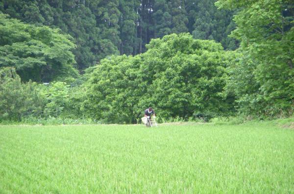 １０Kg（完全無農薬・自然栽培米）秋田県産あきたこまち送料無料 5年産の画像3