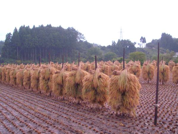 １０Kg（完全無農薬・自然栽培米）秋田県産あきたこまち送料無料 5年産の画像2