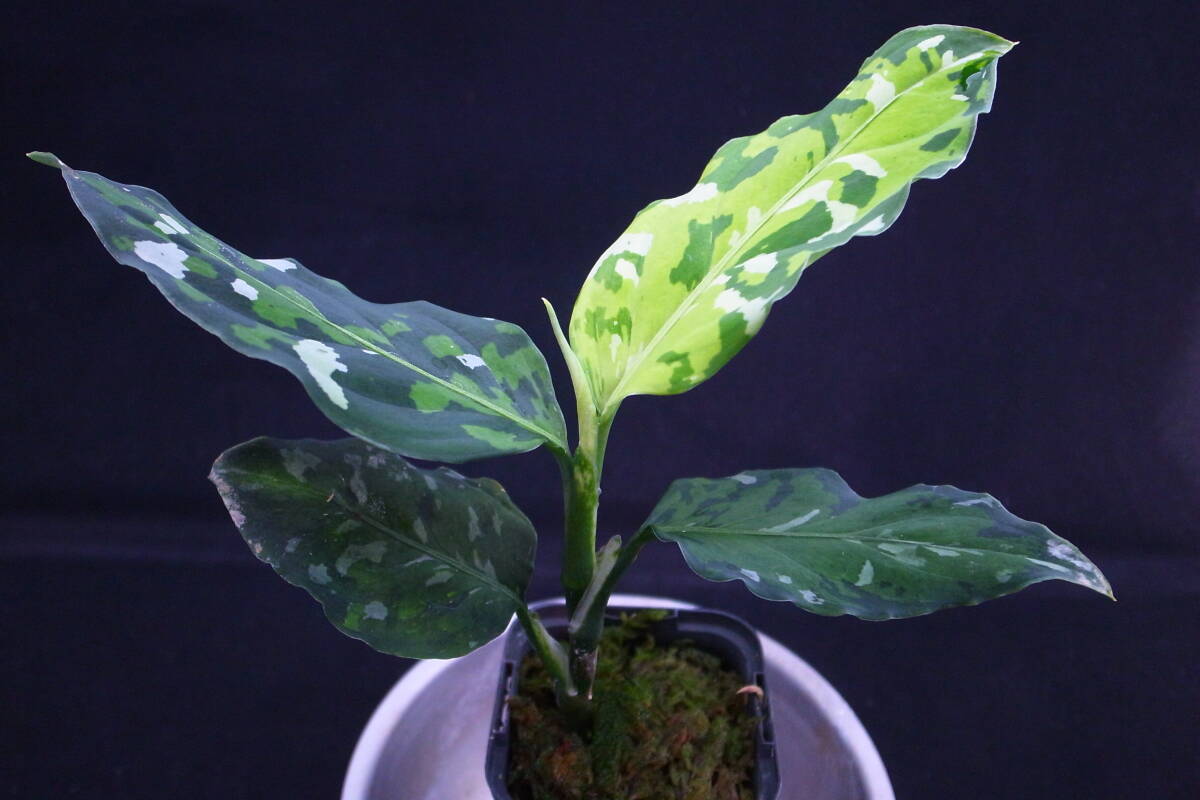 ID便 トリカラー アンダマン諸島 ポートブレア北部地域 Aglaonema pictum Tricolor Burumanica Andaman ブルマニカ Port Blairの画像4