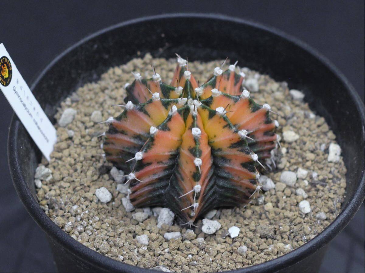 016. ギムノカリキウム Gymnocalycium mihanovichii var. friedrichii f. variegata【RONIN_CACTAS69】サボテンの画像5