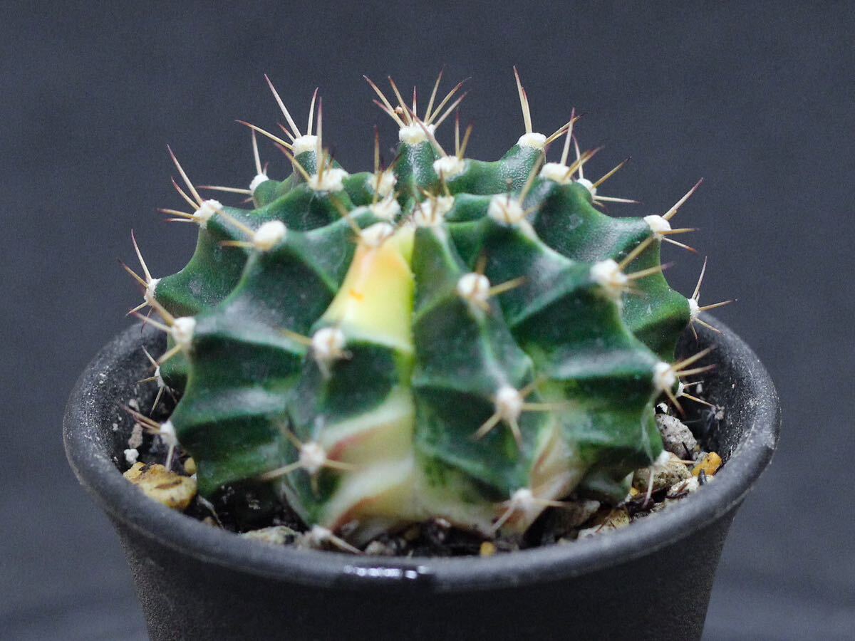 005. ギムノカリキウム Gymnocalycium mihanovichii var. friedrichii f. variegata【RONIN_CACTAS69】_画像1