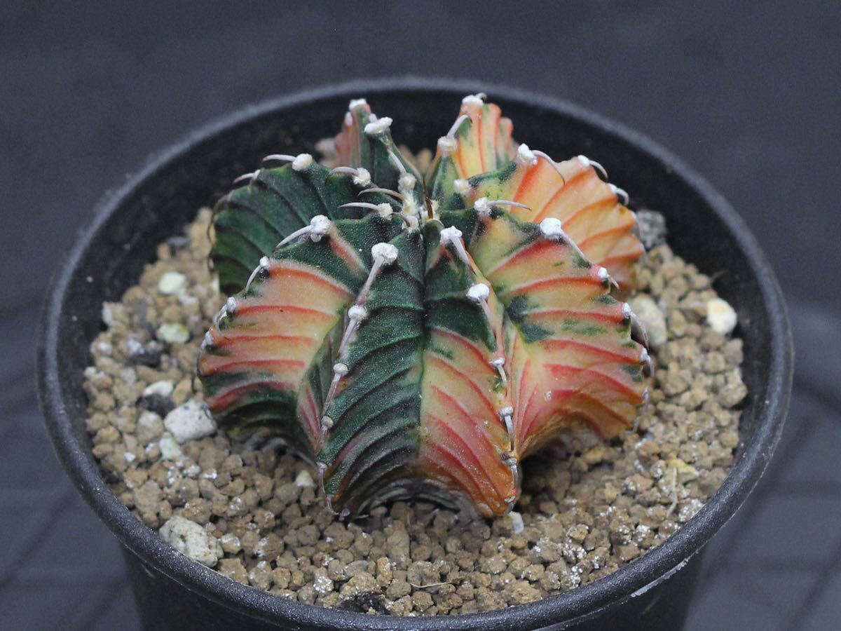 013. ギムノカリキウム Gymnocalycium friedrichii LB 2178 hyb. f. variegata【RONIN_CACTAS69】の画像4