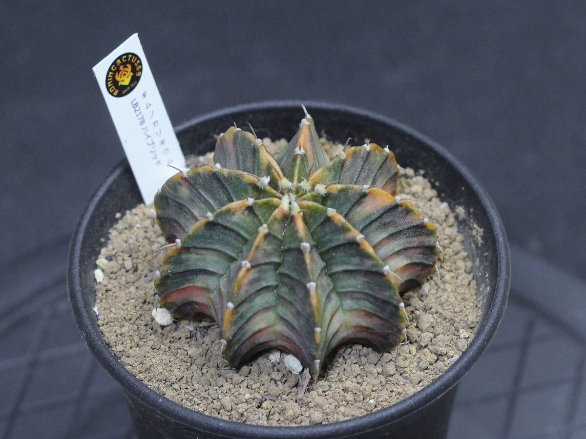 014. ギムノカリキウム Gymnocalycium friedrichii LB 2178 hyb. f. variegata【RONIN_CACTAS69】_画像1