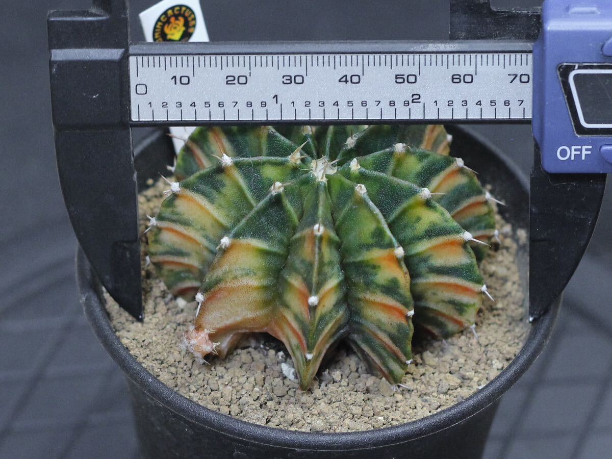 015. ギムノカリキウム Gymnocalycium friedrichii LB 2178 hyb. f. variegata【RONIN_CACTAS69】サボテン の画像2