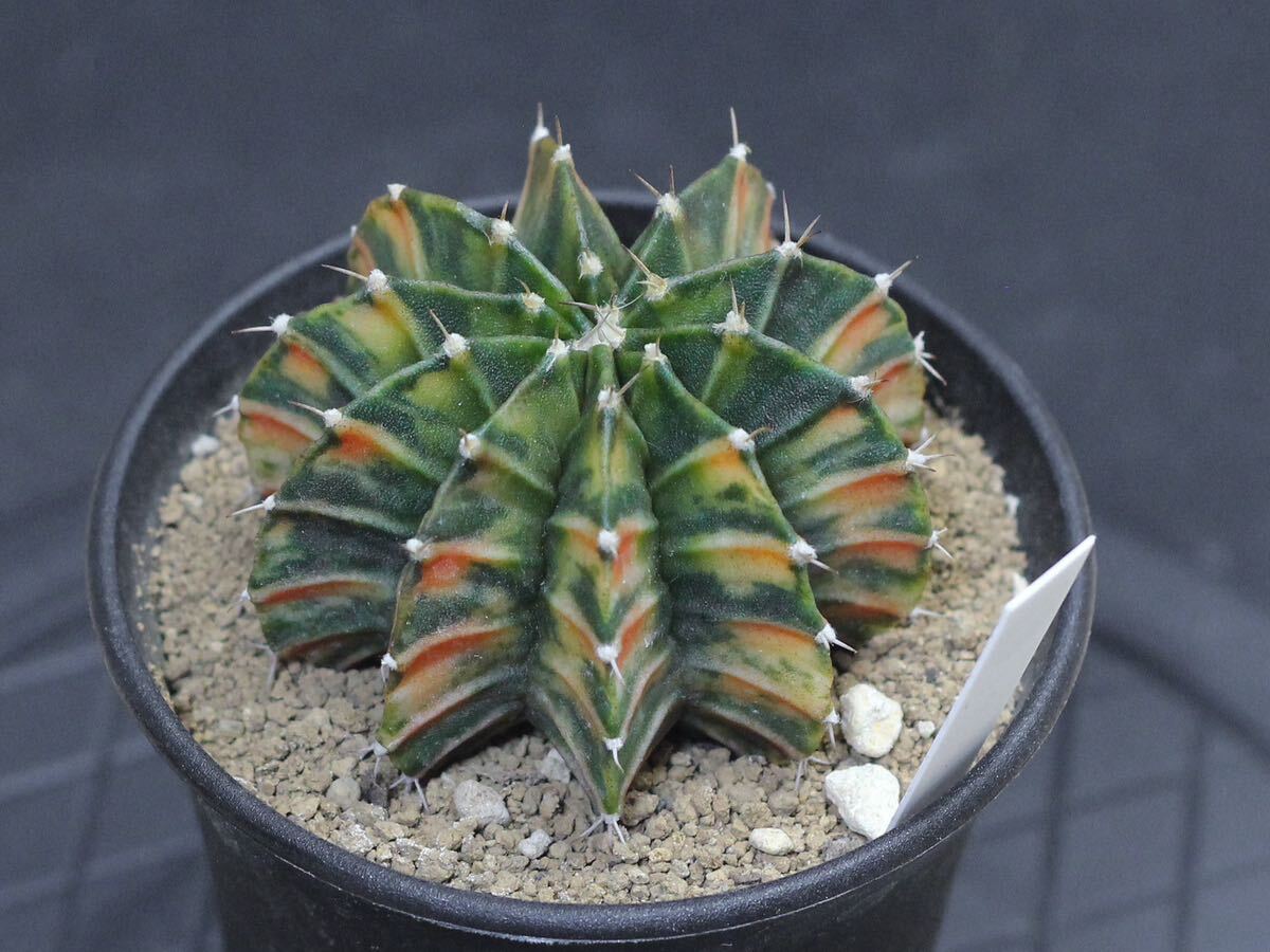 015. ギムノカリキウム Gymnocalycium friedrichii LB 2178 hyb. f. variegata【RONIN_CACTAS69】サボテン の画像4