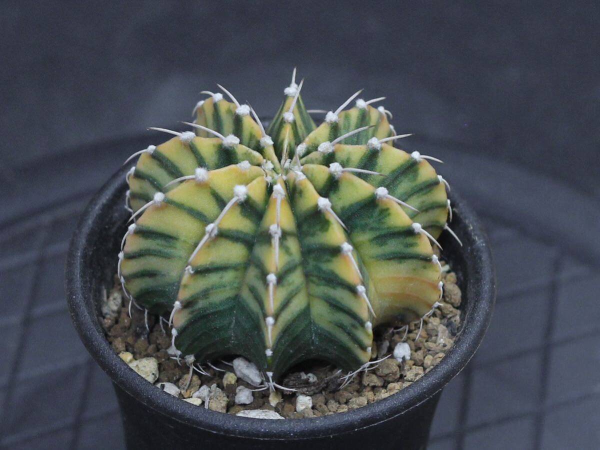 018. ギムノカリキウム Gymnocalycium friedrichii LB 2178 hyb. f. variegata【RONIN_CACTAS69】サボテン の画像6