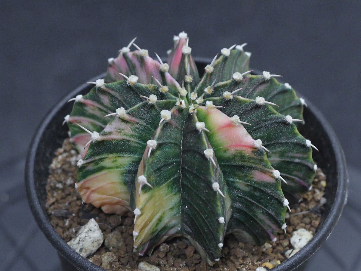 020. ギムノカリキウム Gymnocalycium friedrichii LB 2178 hyb. f. variegata【RONIN_CACTAS69】サボテン の画像3