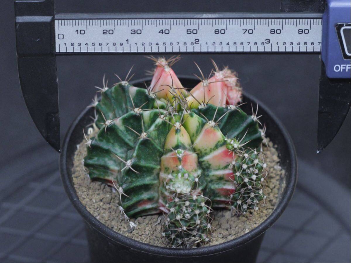 022. ギムノカリキウム Gymnocalycium mihanovichii var. friedrichii f. variegata【RONIN_CACTAS69】サボテンの画像2