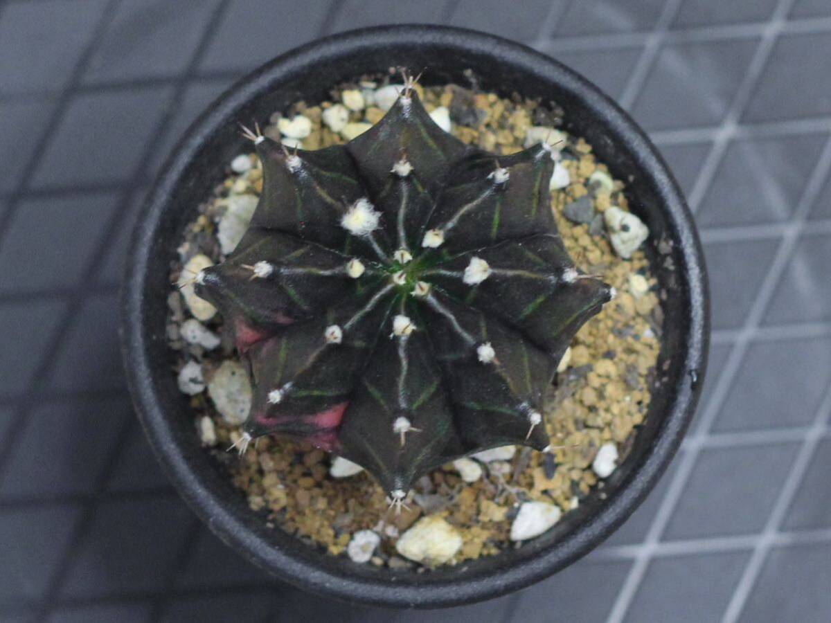 027. ギムノカリキウム Gymnocalycium mihanovichii var. friedrichii f. variegata【RONIN_CACTAS69】サボテン の画像6