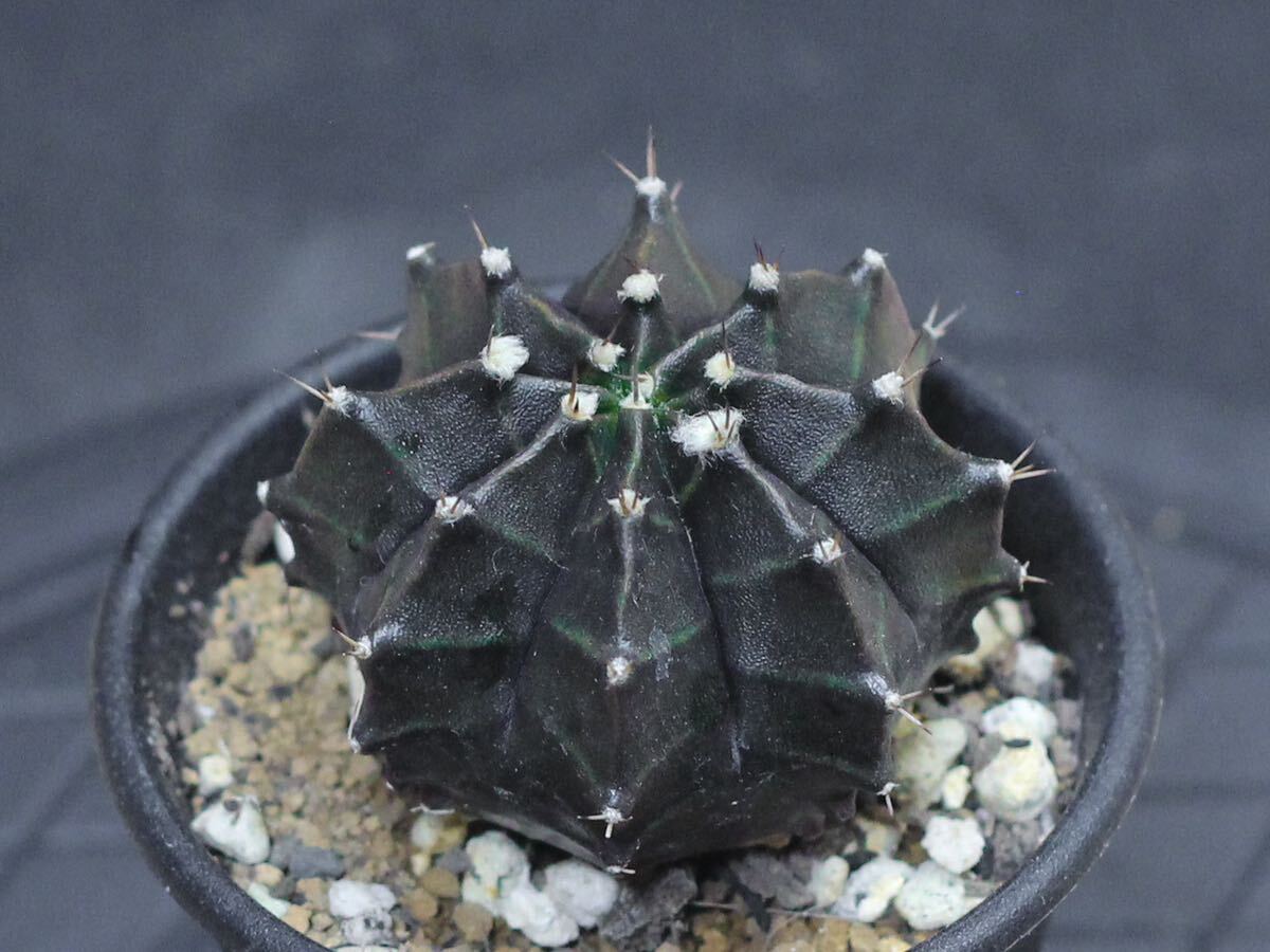 027. ギムノカリキウム Gymnocalycium mihanovichii var. friedrichii f. variegata【RONIN_CACTAS69】サボテン の画像3