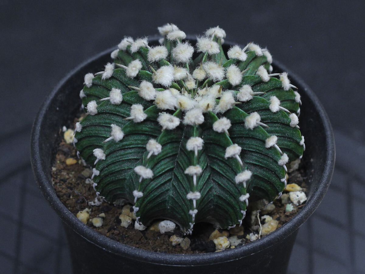 033. ギムノカリキウム Gymnocalycium friedrichii LB 2178【RONIN_CACTAS69】の画像3