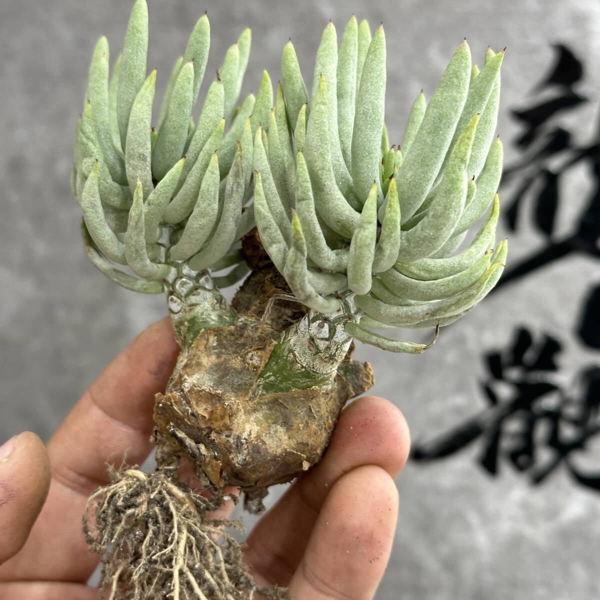 【龍園觀】①No.493 特選 塊根植物 チレコドン ペアルソニー ベアルート株 発根済み 冬型コーデックス の画像8