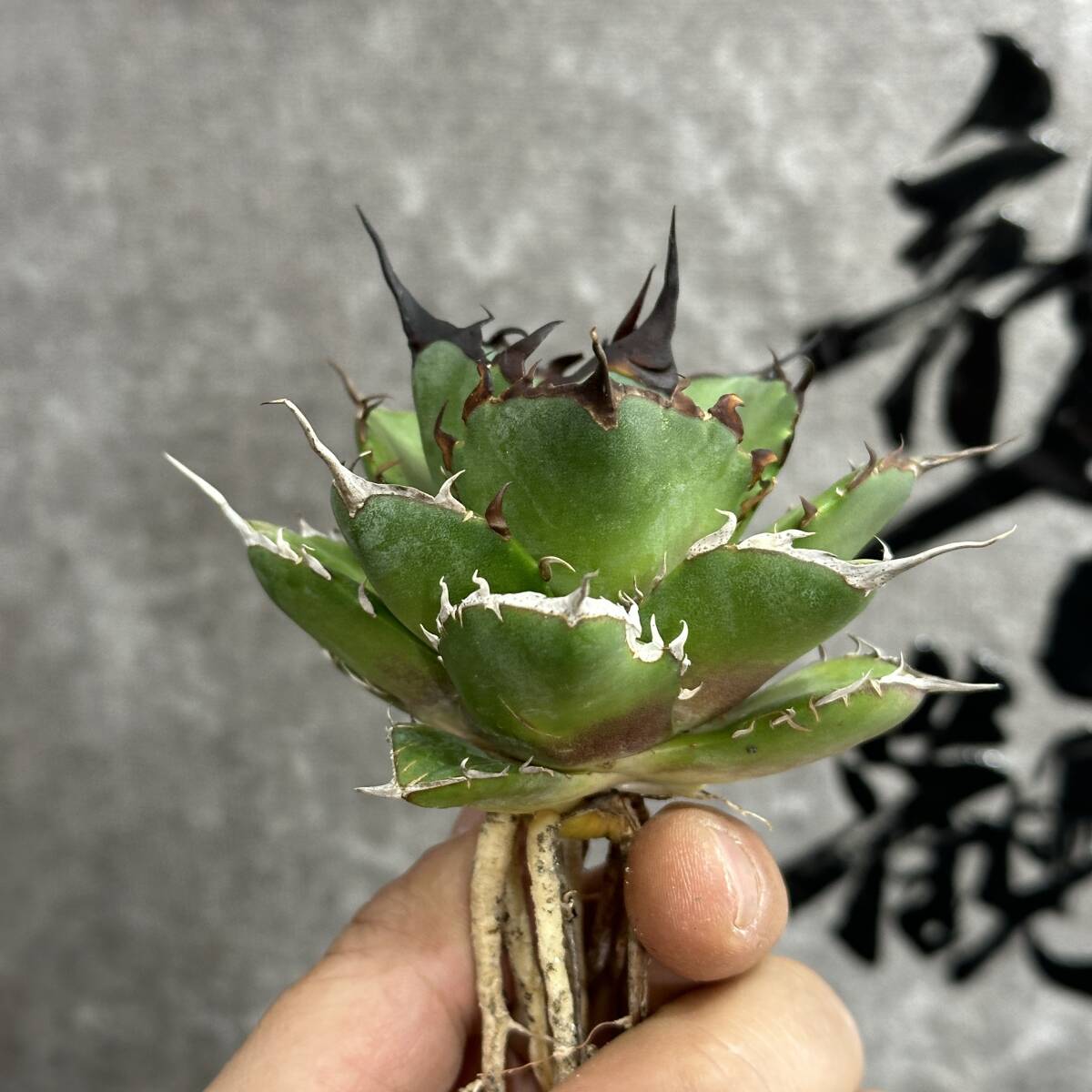 【龍園觀】①No.446 特選 アガベ 多肉植物 チタノタ ハデス Hades 黒帝斯 恐龍牙歯 強棘 極上株の画像3