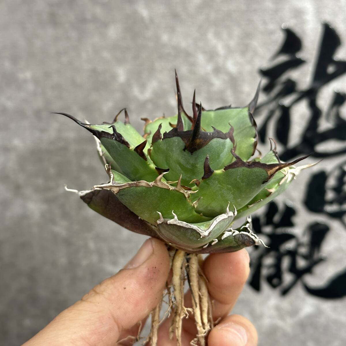 【龍園觀】①No.234 特選 アガベ 多肉植物 チタノタ ハデス Hades 黒帝斯 恐龍牙歯 強棘 極上株 の画像2