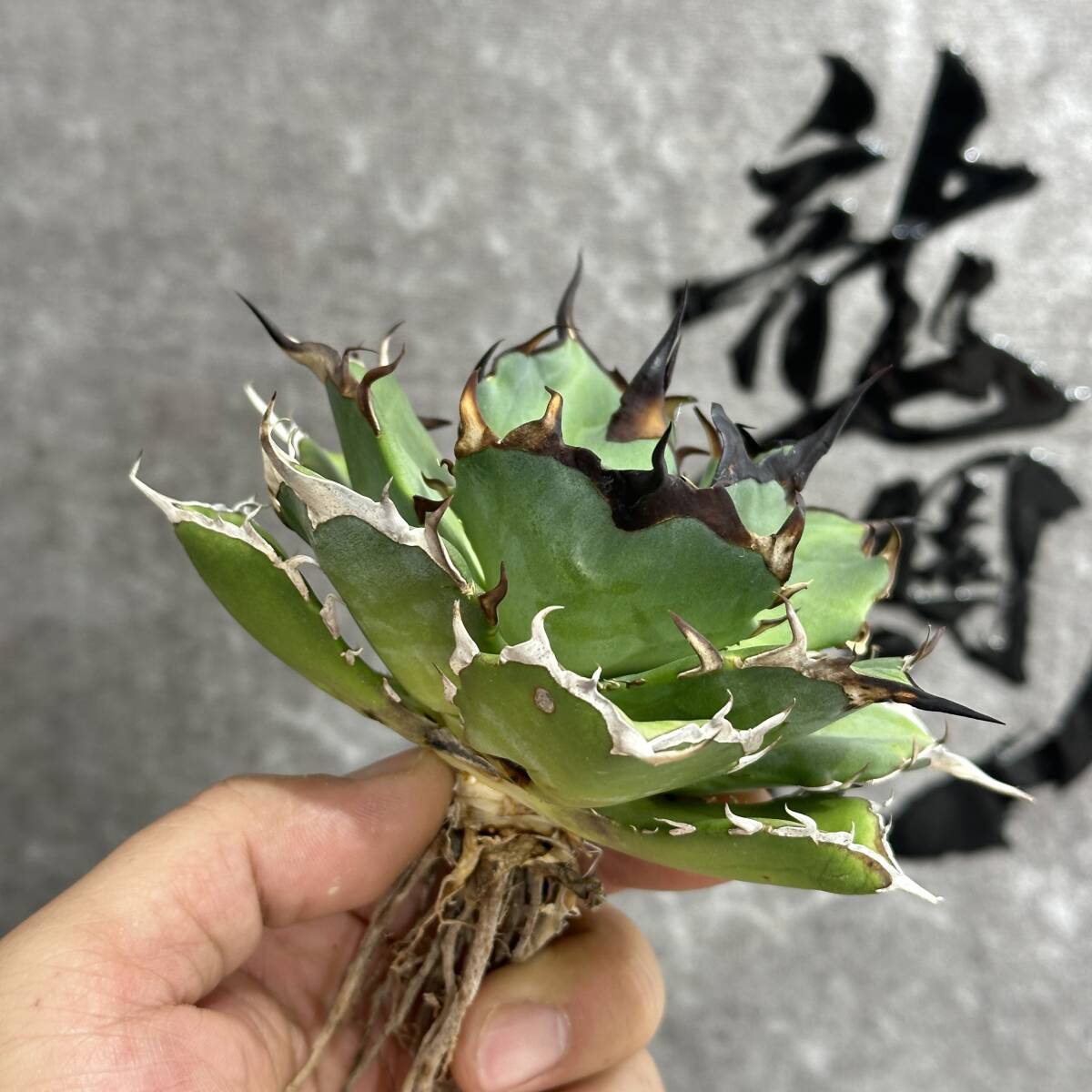 【龍園觀】①No.37 特選 アガベ 多肉植物 チタノタ ハデス Hades 黒帝斯 恐龍牙歯 強棘 極上大株の画像7