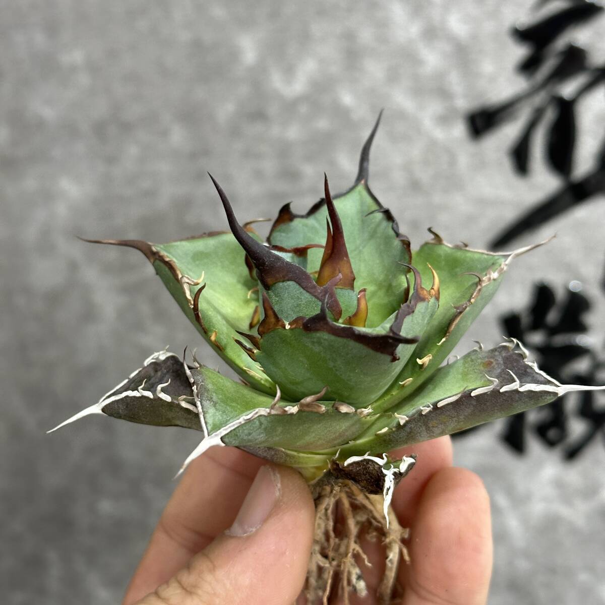 【龍園觀】①No.327 特選 アガベ 多肉植物 チタノタ ハデス Hades 黒帝斯 恐龍牙歯 強棘 極上株の画像4